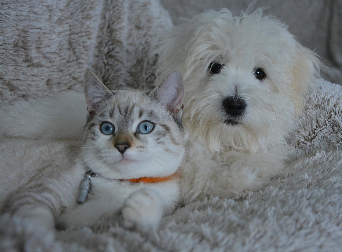 We'll create a heartwarming oil painting that captures the spirit of you beloved pets. You'll receive 2 to 4 different artistic options to choose from, ensuring it's perfect. We'll create a timeless work of art you'll treasure for a lifetime
