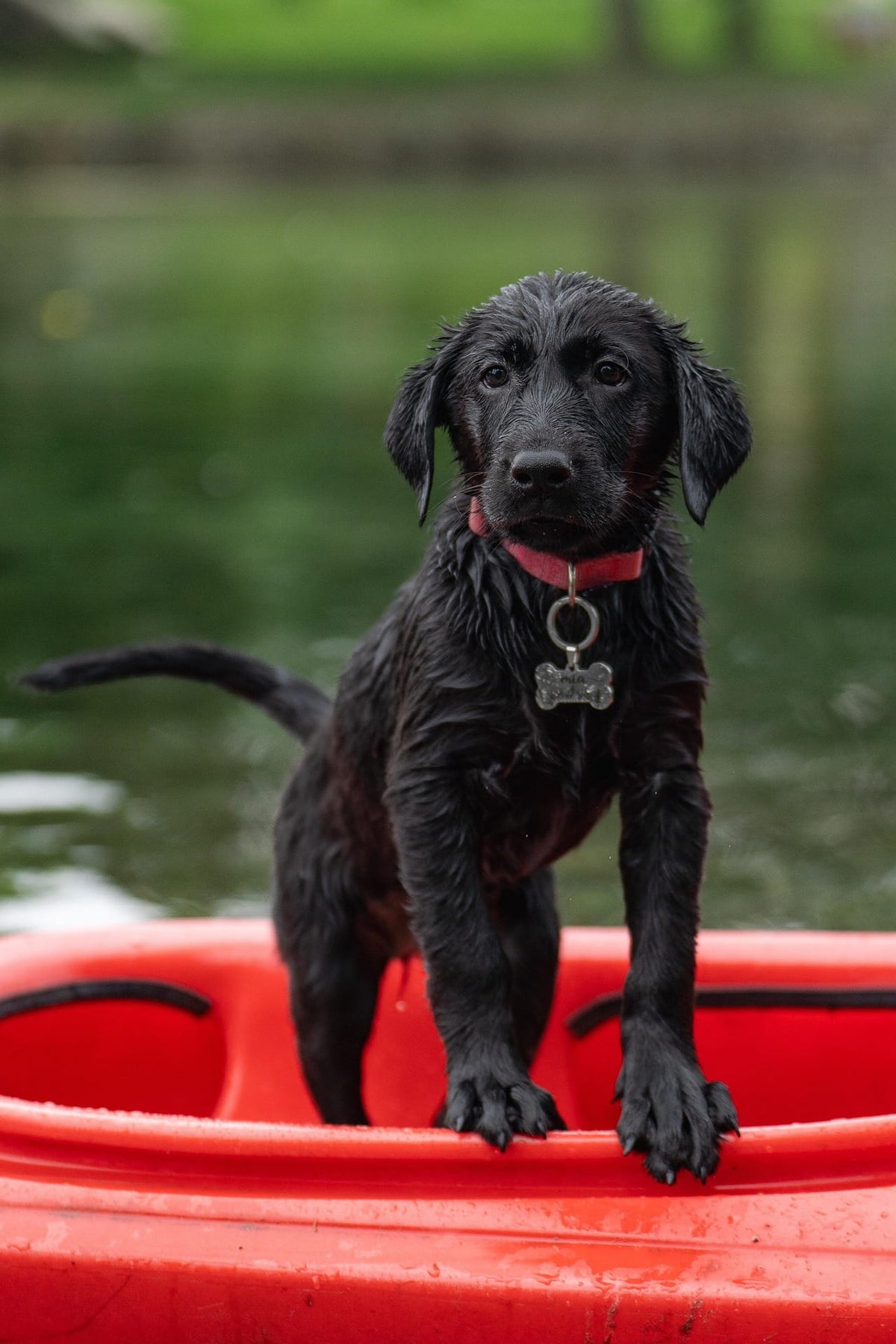 A whimsical watercolor adventure, capturing your pet's spirit - whether sailing through memories or floating into you heart