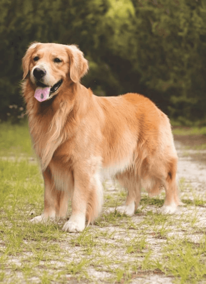 Golden retriever standing outdoors on a grassy path with trees in the background